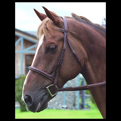 BRIDE HUNTER DY'ON "CLASSIC" TETIERE REGULIERE COB BRUNE