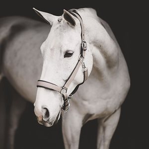 LICOU DY'ON NUBUCK GRIS PADDE NOIR AVEC LAISSE