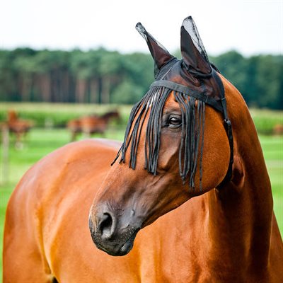 FLY MASK W / FRINGE HORSE