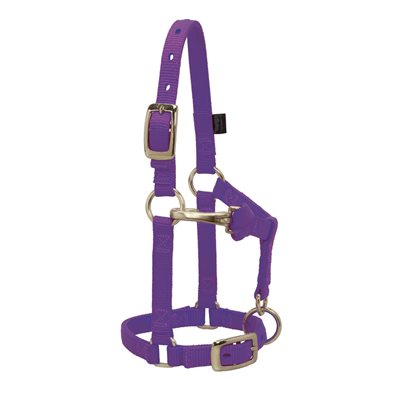 HALTER MINI LARGE PURPLE 5 / 8"